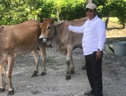 Peternak Sapi di Butur yang Punya Penangkaran Bisa Usulkan Bantuan