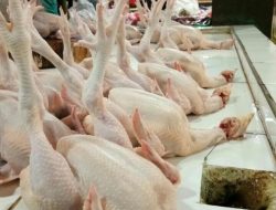 DLH Ogah Keluarkan Izin Bagi Pengusaha Ayam Potong