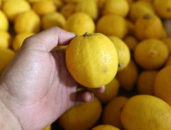 7 Manfaat Lemon, Cegah Serangan Penyakit Kronis Ini