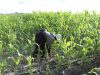 Kementan Bantah Penanaman Jagung di Polybag, Tegaskan Tumbuh Subur di Lahan Food Estate