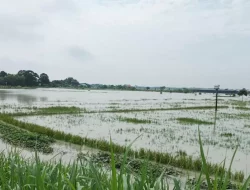 Jaga Produksi 2024, Kementan Gerak Cepat Tangani Lahan Terdampak Banjir