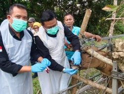 DPKH Lakukan Investigasi Kematian Sapi di Konsel
